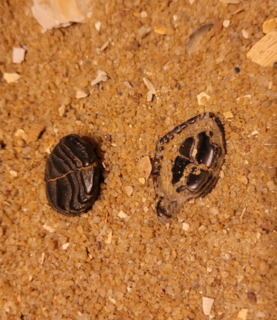Two fossilised grinding plates from an ancient porcupine fish