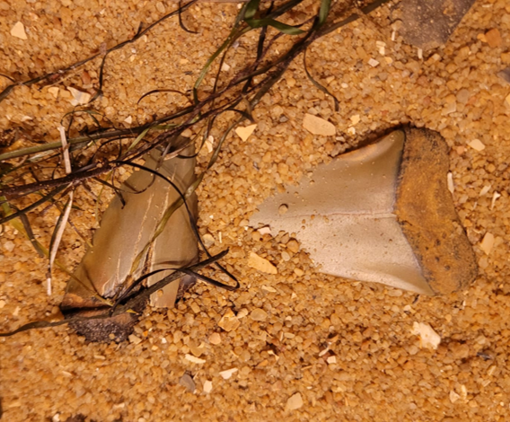MORE SHARK TEETH?? Two more from the ancestor of the Great White shark