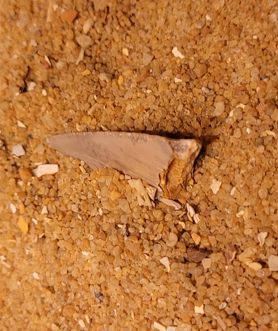 A small Megalodon tooth. Do you notice the serrations along its blade?