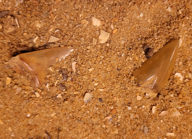 Two shark teeth, possibly belonging to Carcharodon hastalis (an ancestor to the Great White shark)