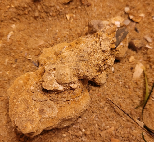 A chunk of the fossil seafloor, with a small shark tooth embedded inside of it