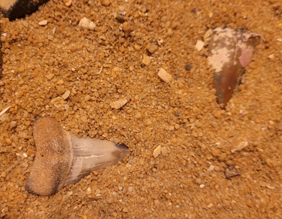 Two more shark teeth, likely from the ancestor of the Great Wite shark