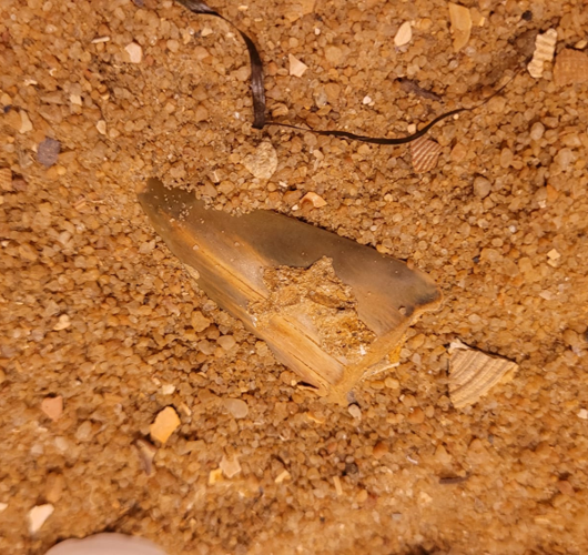 Another tooth from a fossil Great White shark ancestor