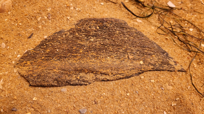 An unknown chunk of fossil whale bone - possibly from the jaw of a Baleen whale