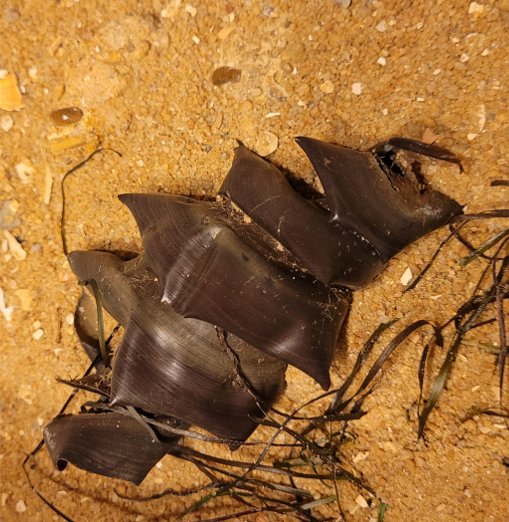 Two small "jelly-bean" like teeth from a fossil Port Jackson shark, and a modern egg from a recent Port Jackson shark. These sharks specialise on eating hard shelled prey such as sea urchins. 