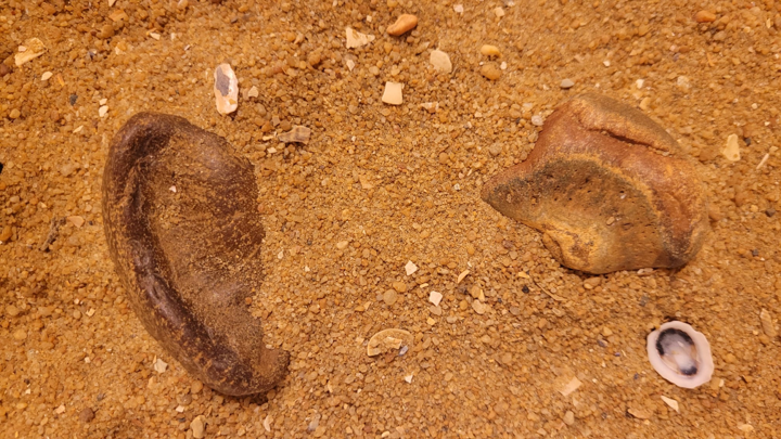 The heavily worn external earbones (tympanic bullae) of a fossil baleen whale