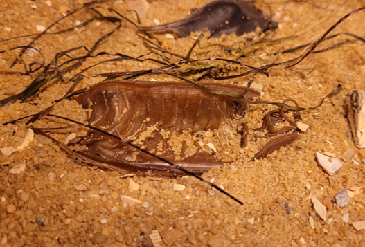 The modern egg casing of a Swellshark. 