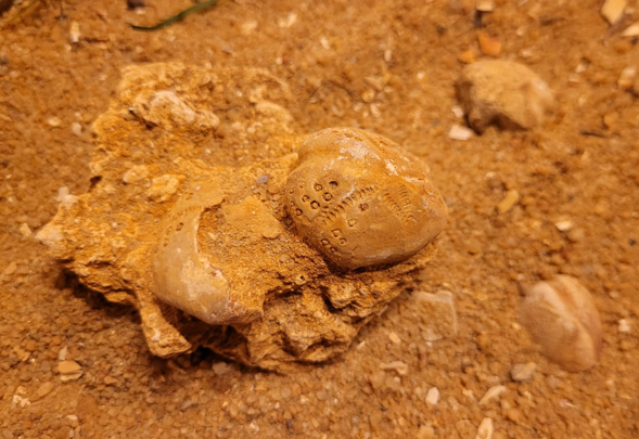 Two heart urchins (known as Lovenia) are preserved in the fossil sediment. Next to them, are two more fossilised heart urchins. 