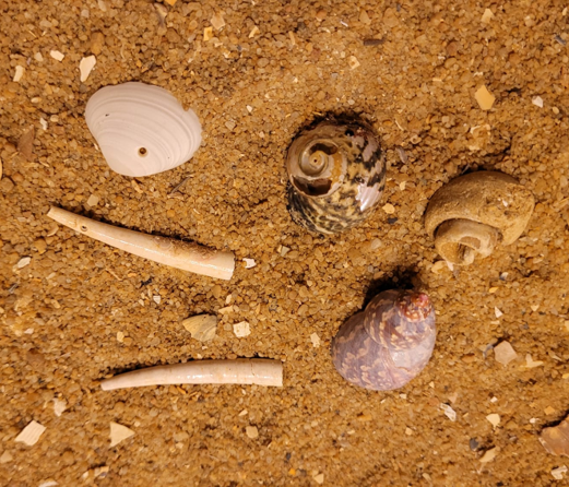 The two thin fossils are Dentalium, a fossil tusk shell. One of them has a hole in it, from a predatory snail. The white shell above them is recent, and was also eaten by a predatory snail - an interaction that has been happening for millions of year