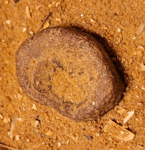 The back bone (vertebra) of a large bony fish, possibly a large tuna