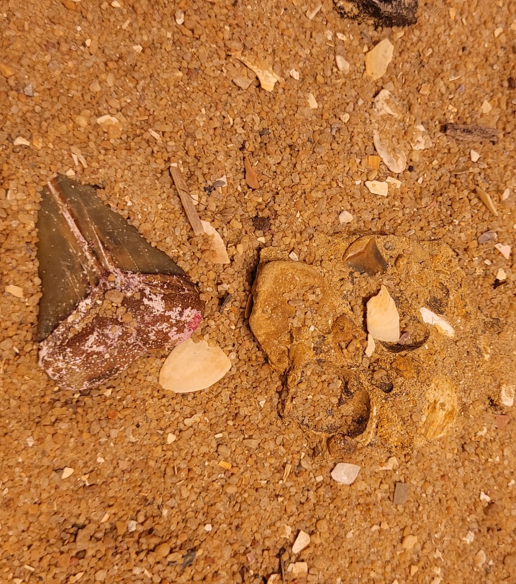 Two more shark teeth? One loose, another embedded in the fossilised sea floor. 