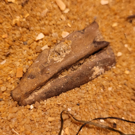 A portion of fossil fish jaw