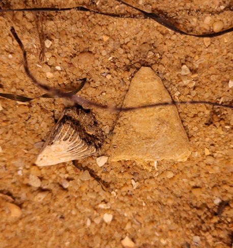 Two chunks of fossilised stony coral