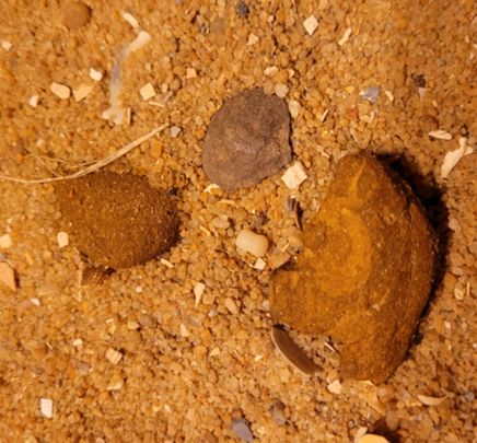 Three pseduofossils (bits of ironstone). Ironstone is everywhere in Bayside, but these are not bits of fossil bone. 