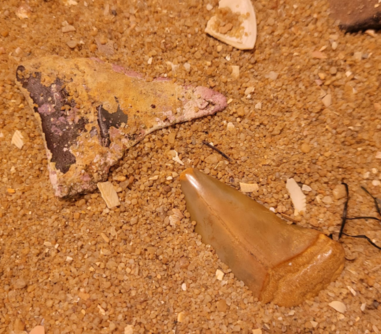 Two MORE shark teeth, likely from the the ancestor of the Great White shark