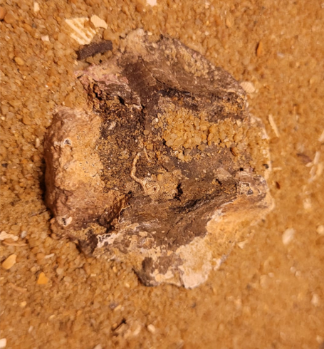 A fossil vertebrae from a small whale, possibly something like a small dolphin