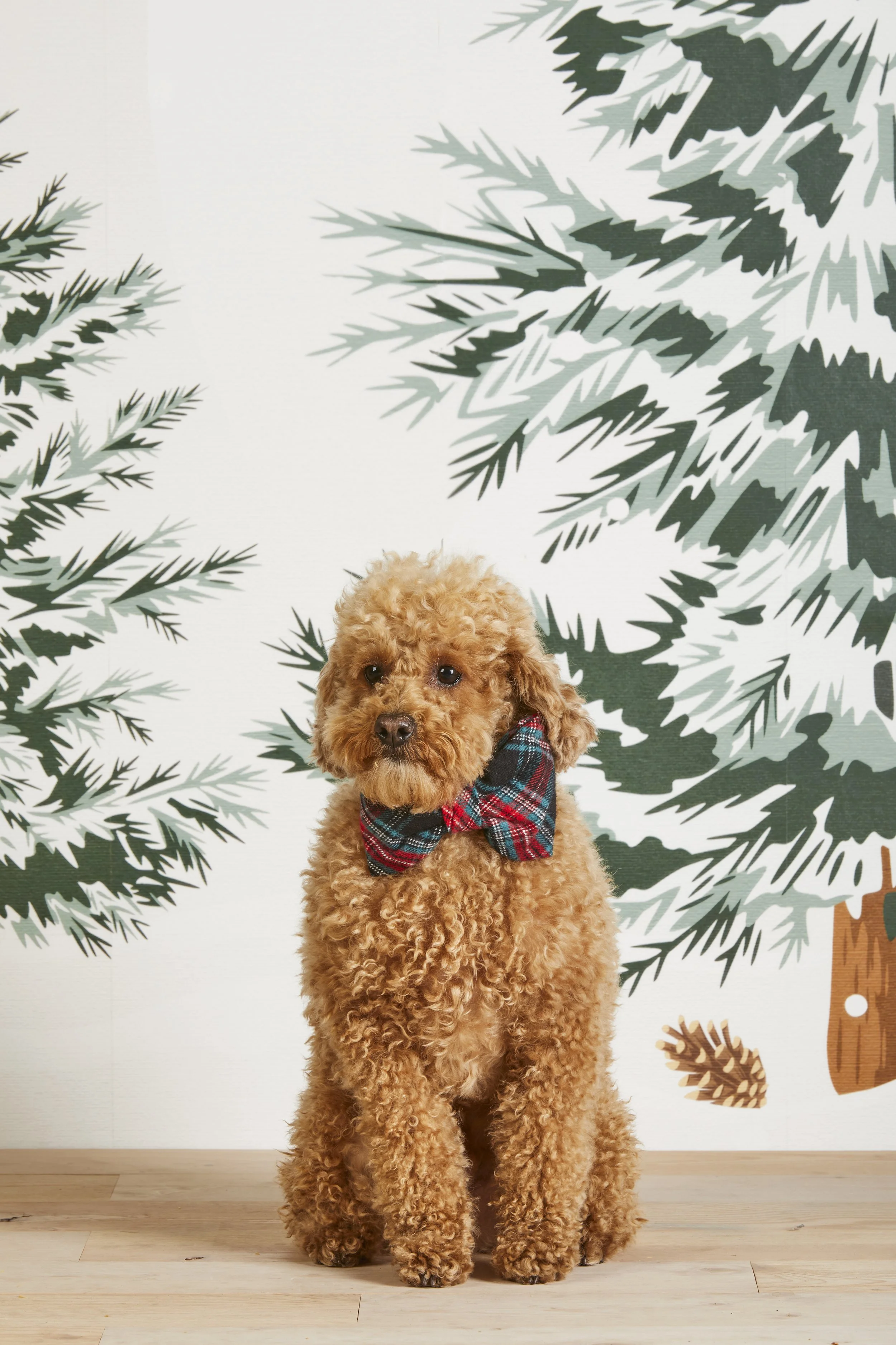 GeorgiaPlaid_Bowtie_23-09-07_16252 copy.jpg