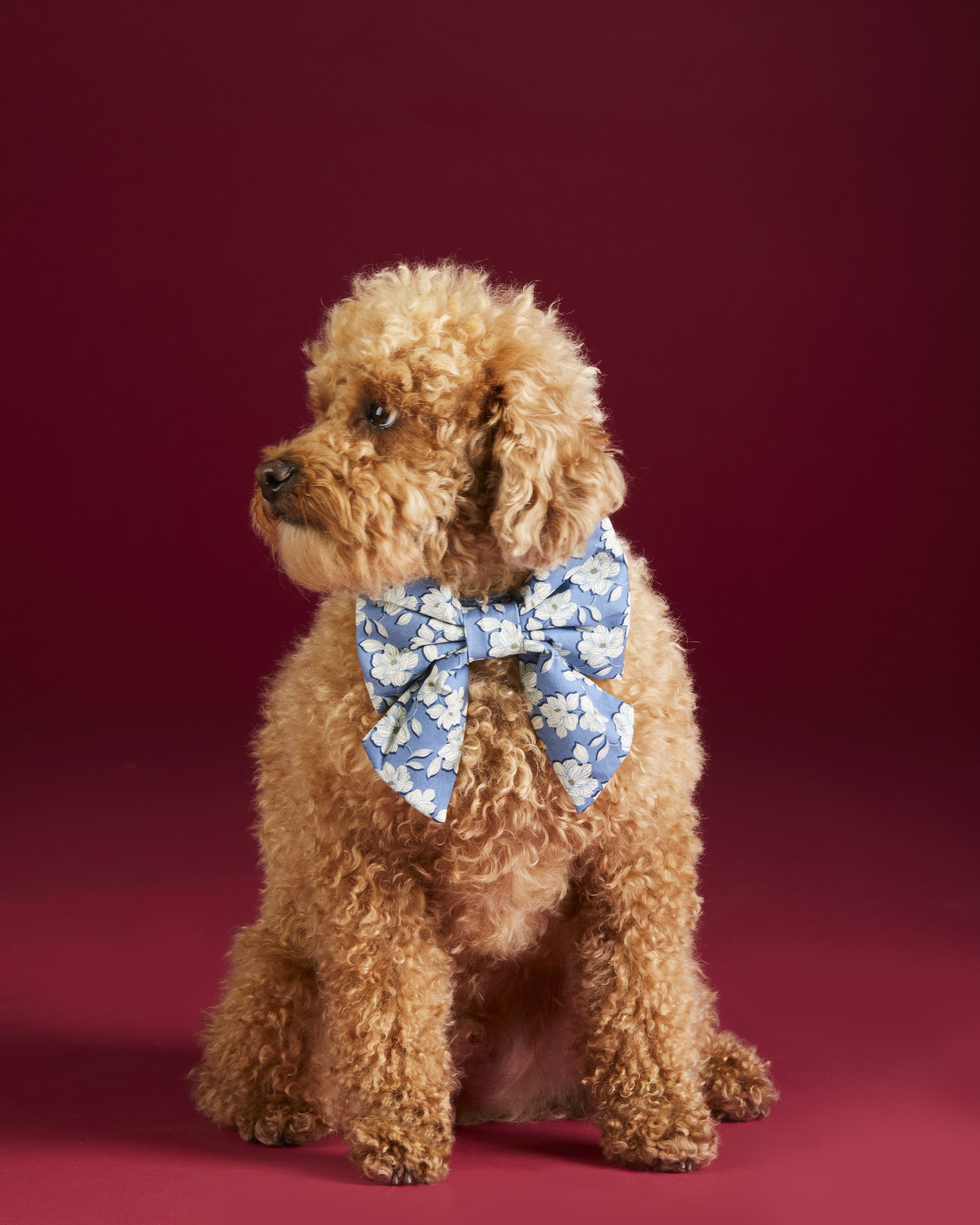 MagnoliaFlower_Ladybow_23-09-07_16289 copy.jpg