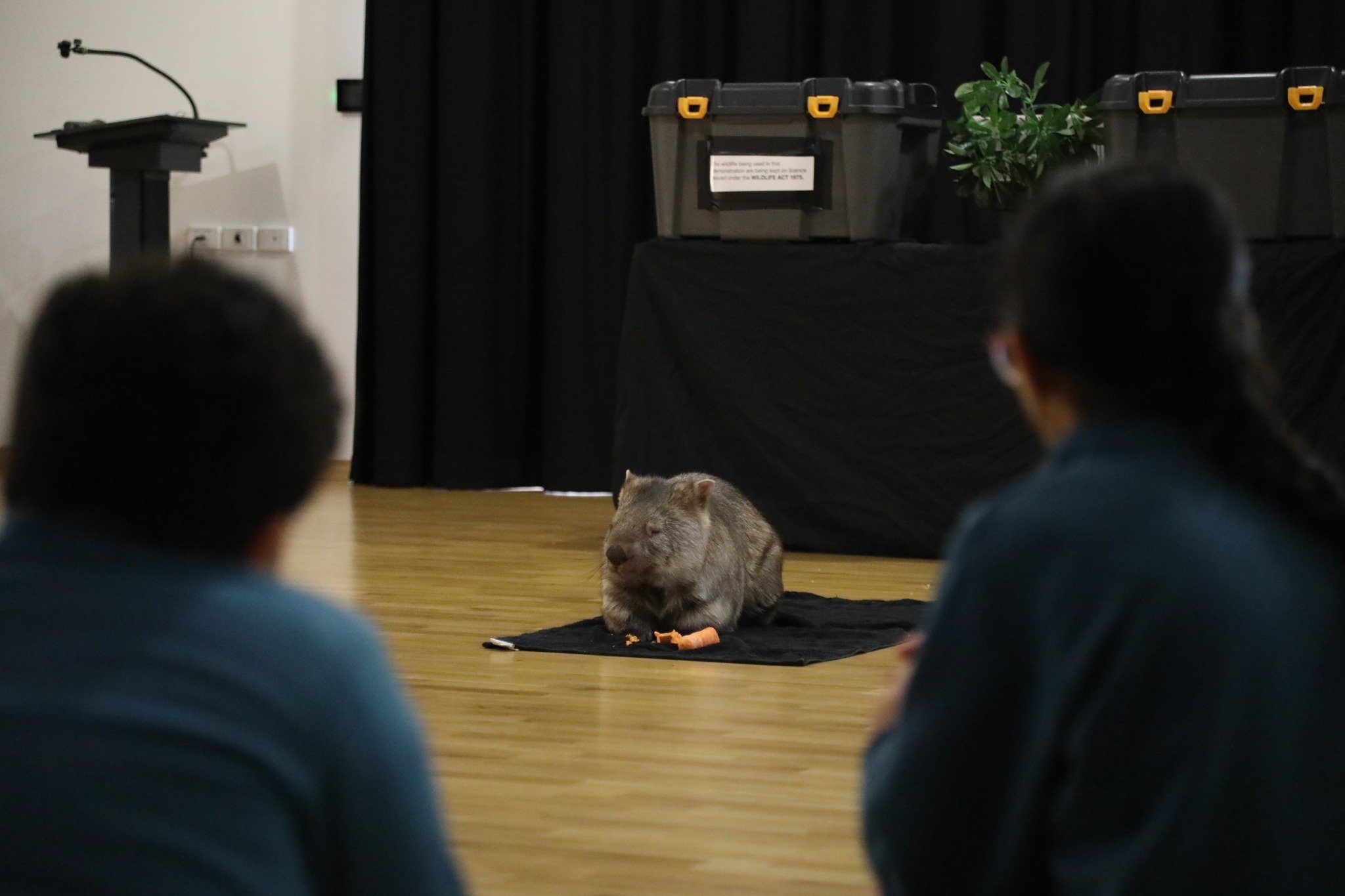 Yesterday, our Year 5 students had an unforgettable Wildlife Incursion with Aussie Wildlife Displays, serving as a provocation for their upcoming &ldquo;How the World Works&rdquo; inquiry. Through the experience, students explored how living things a