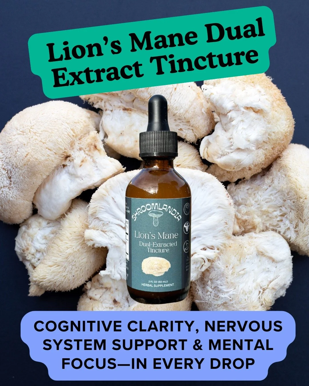 NEW DROP! 

Shroomlandia's Lion&rsquo;s Mane Dual Extract Tincture is your brain&rsquo;s new best Crafted for peak cognitive clarity, sharper focus, and optimal nerve support!

Lion's Mane Tincture Benefits:
✔ Supports mental clarity &amp; focus
✔ Ai