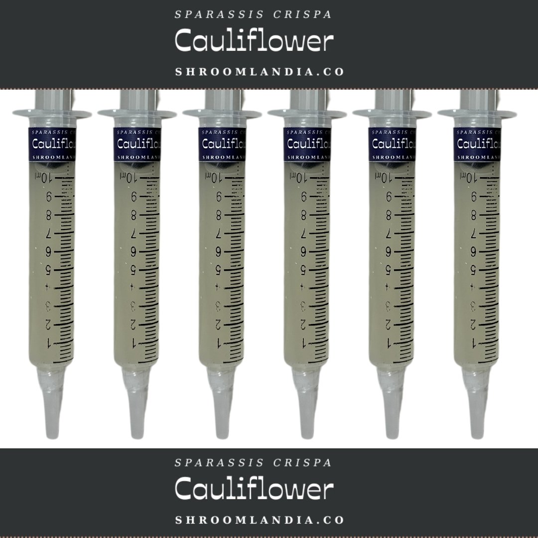 Organic Cauliflower Mushroom Liquid Culture