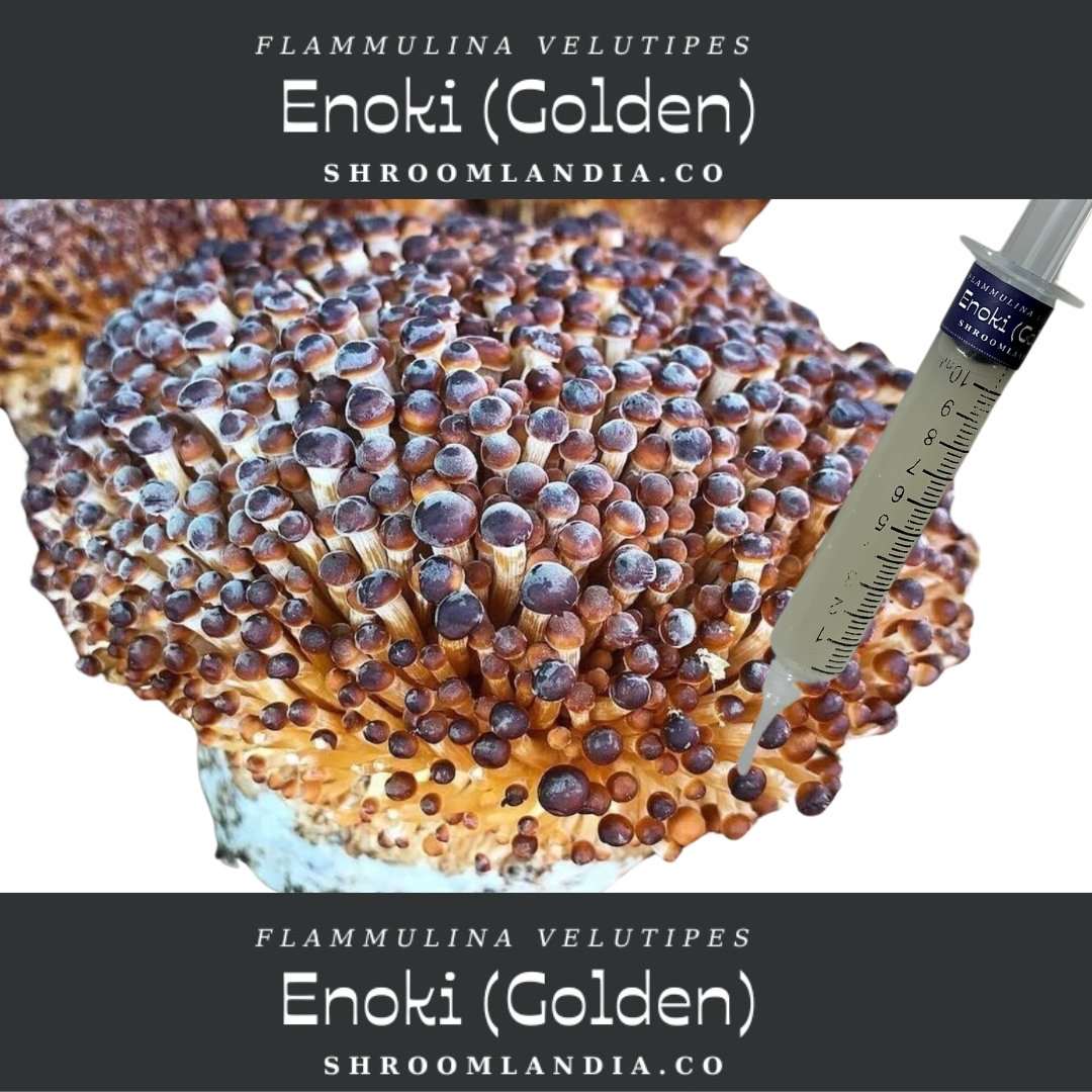 Enoki .jpg
