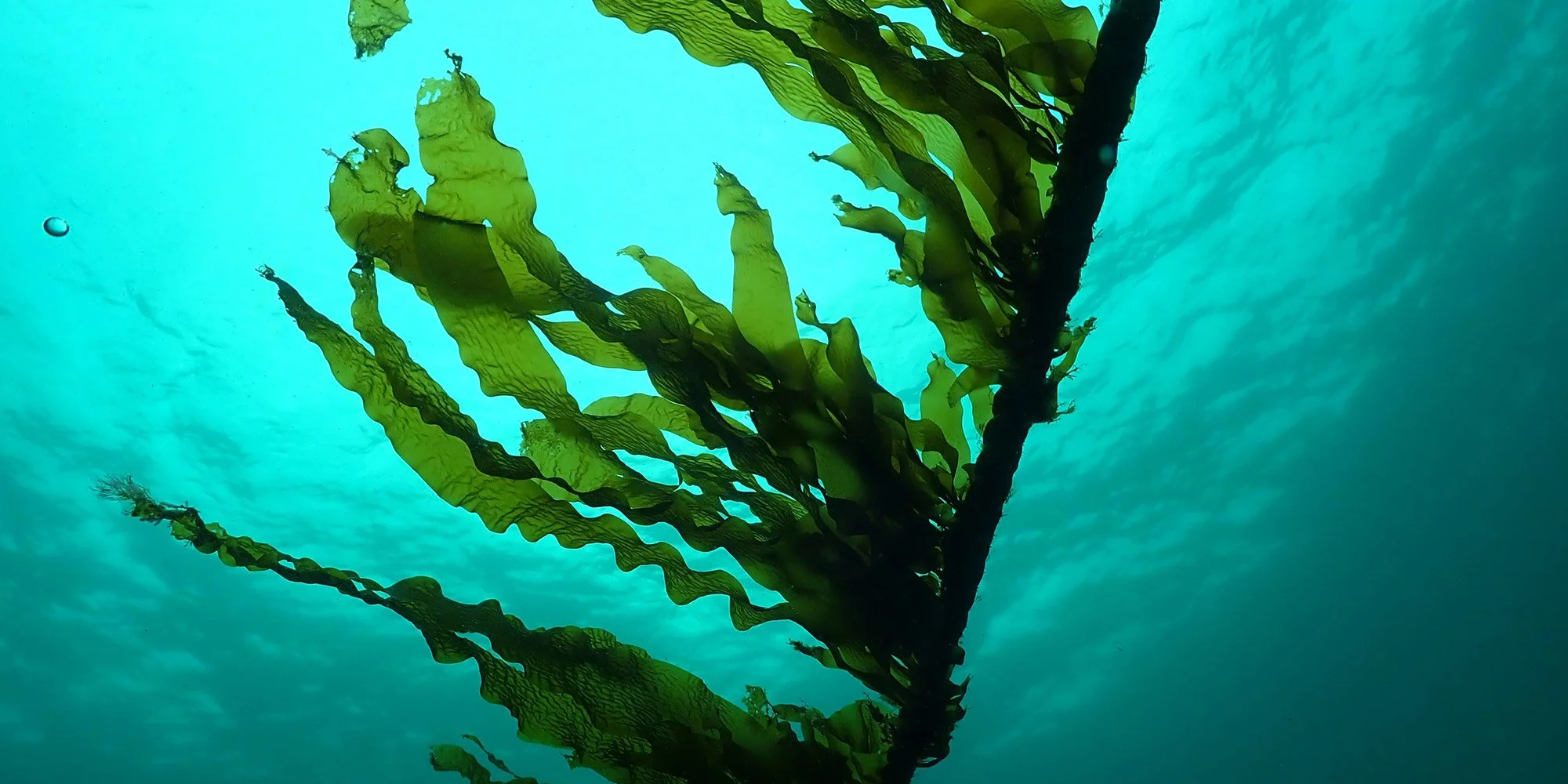 Aegir Divers and Southern Seagreens farming seaweed in Flinders Westernport Bay Victoria Australia