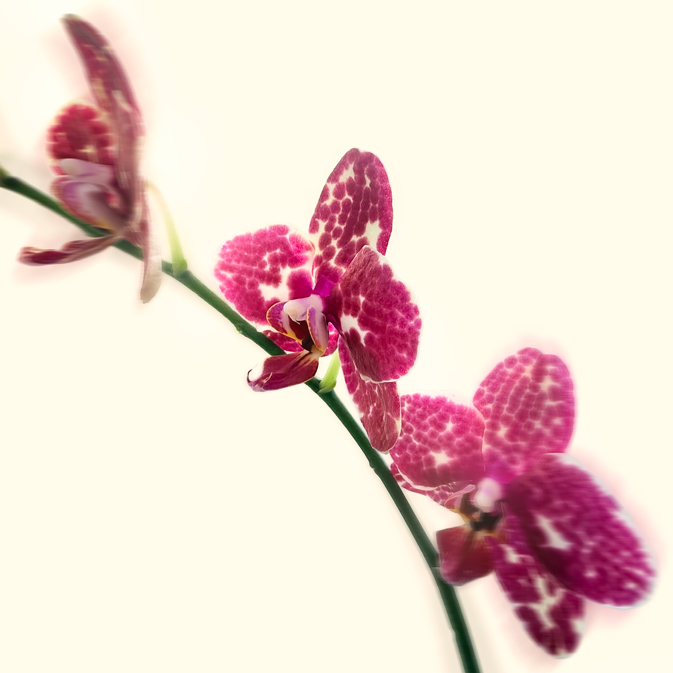 photo1.png