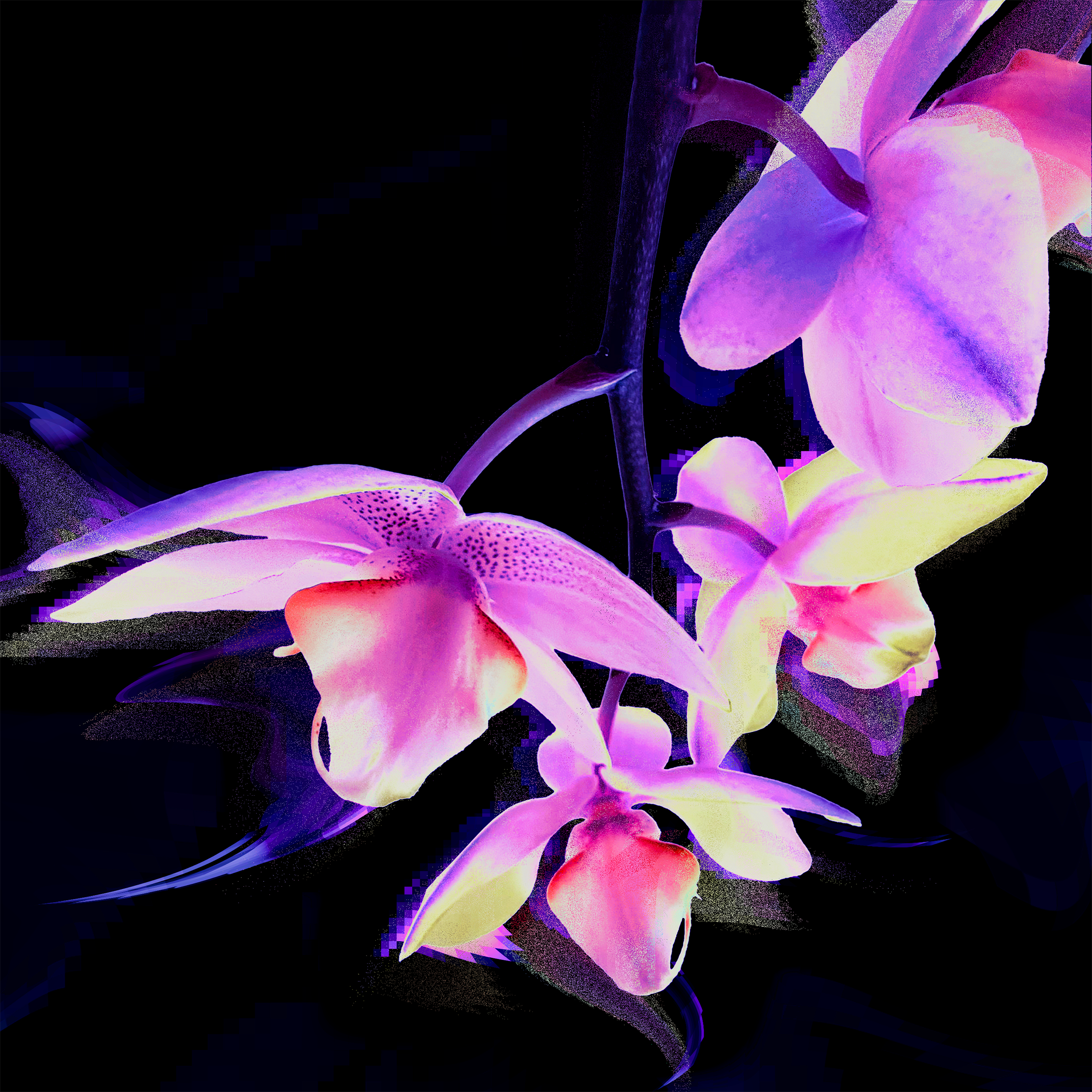 digital1.png
