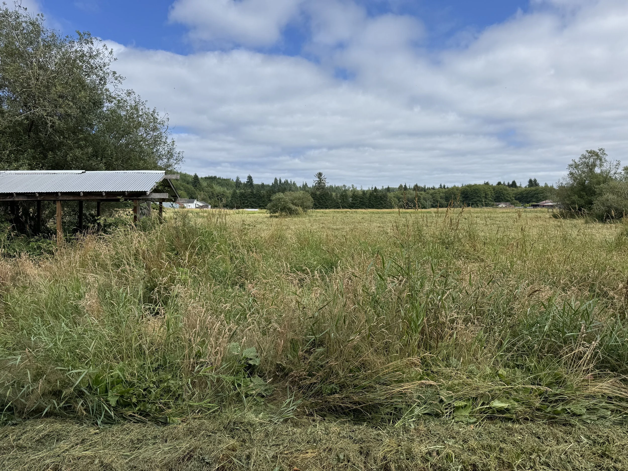 Brudh hog project, A rural landscape with tall grass, trees, and a small structure with a metal roof on the left. In the background, there are more trees and a partly cloudy sky.