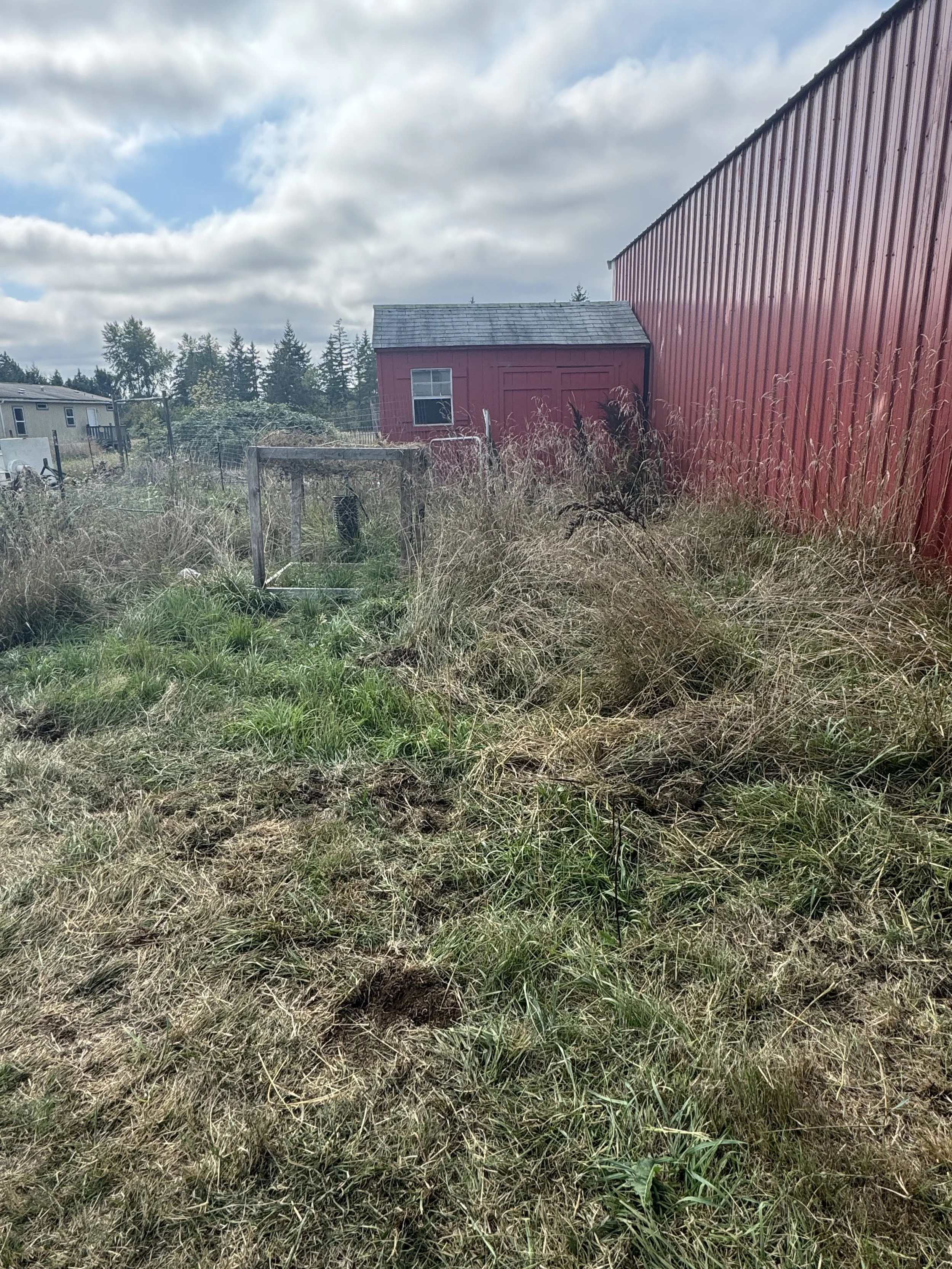 Overgrown backyard with tall grass, weeds, and a small wooden dog house. waiting to be brush hogged, Red barn and other houses in the background, cloudy sky overhead.
