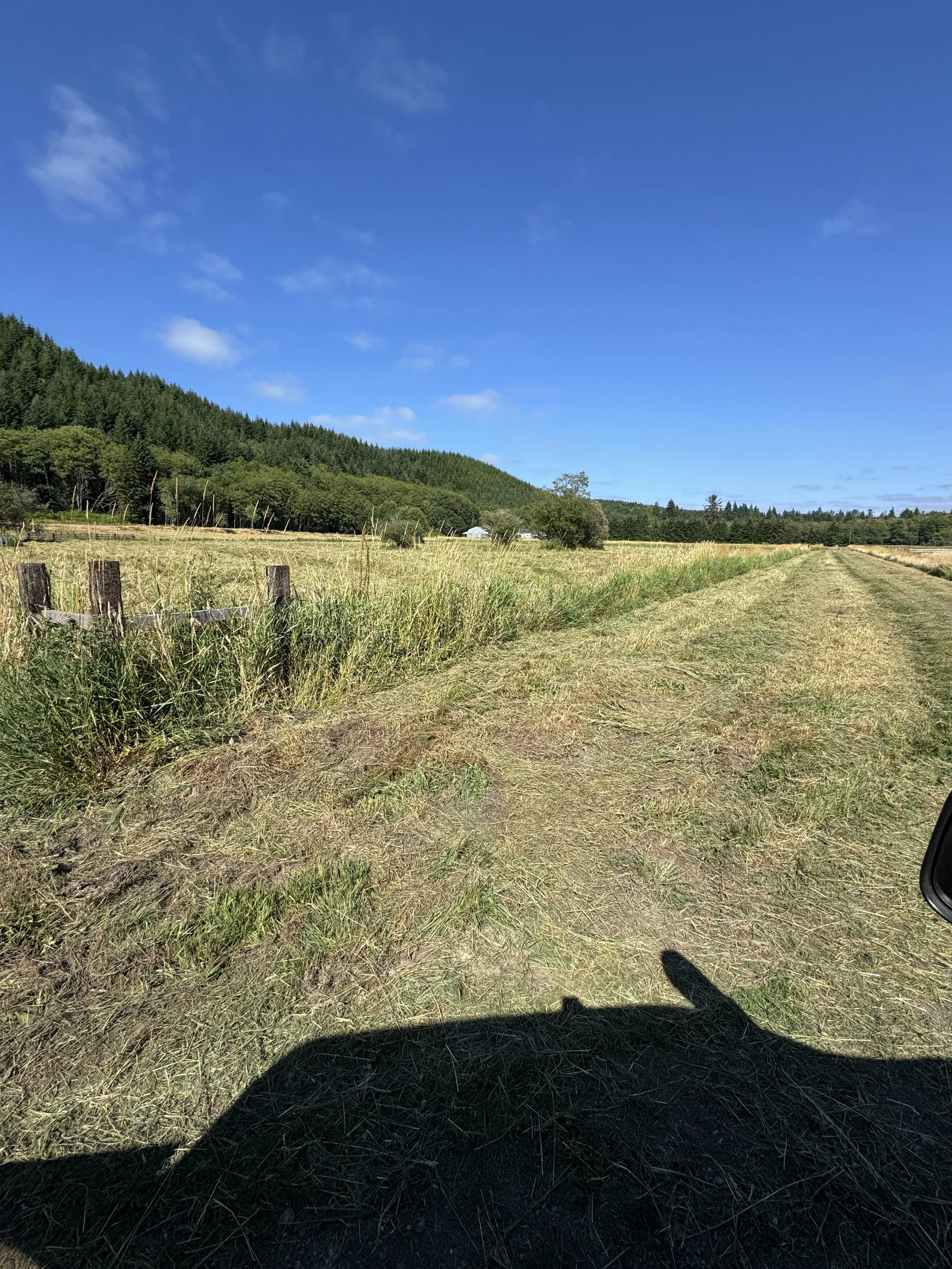 A Bobcat t62 track loader  with a Davco 72" brush hog, A rural countryside scene with a grassy dirt path, green fields on each side, a line of trees, and a forested hill under a bright blue sky with a few clouds.