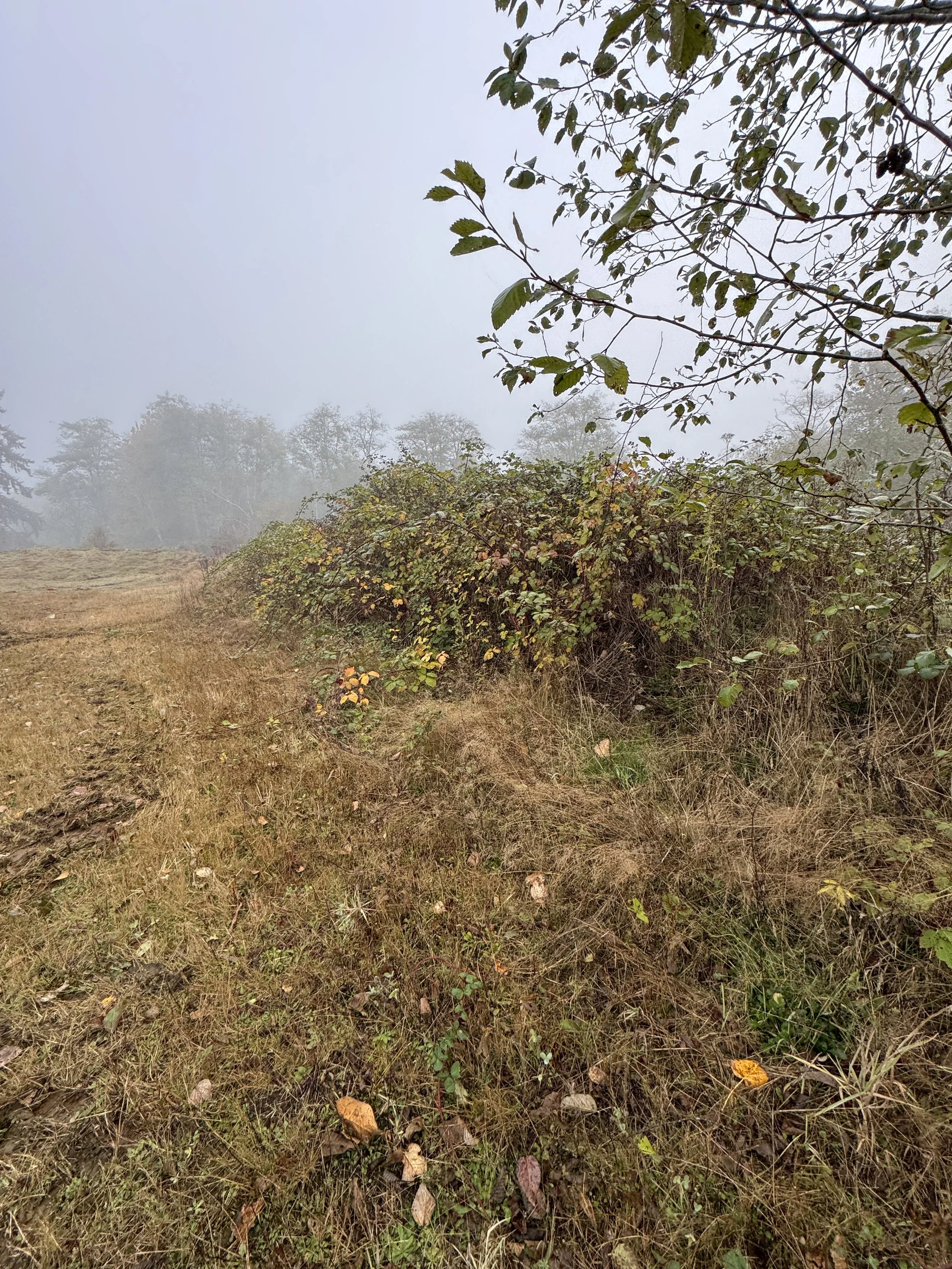 A foggy outdoor landscape with dry grass, bushes, and trees in the background.