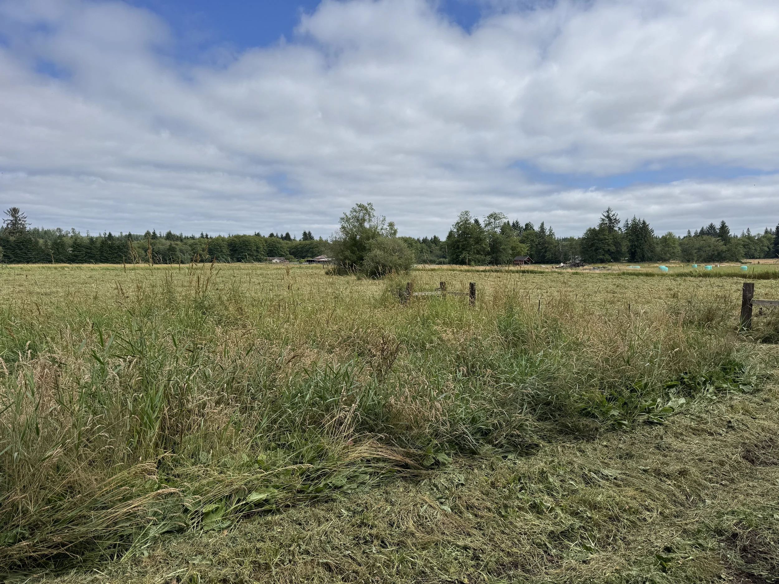 Brush hog project, Open grassy field with tall grass and scattered trees, under a partly cloudy sky, with some buildings and trees in the distance.
