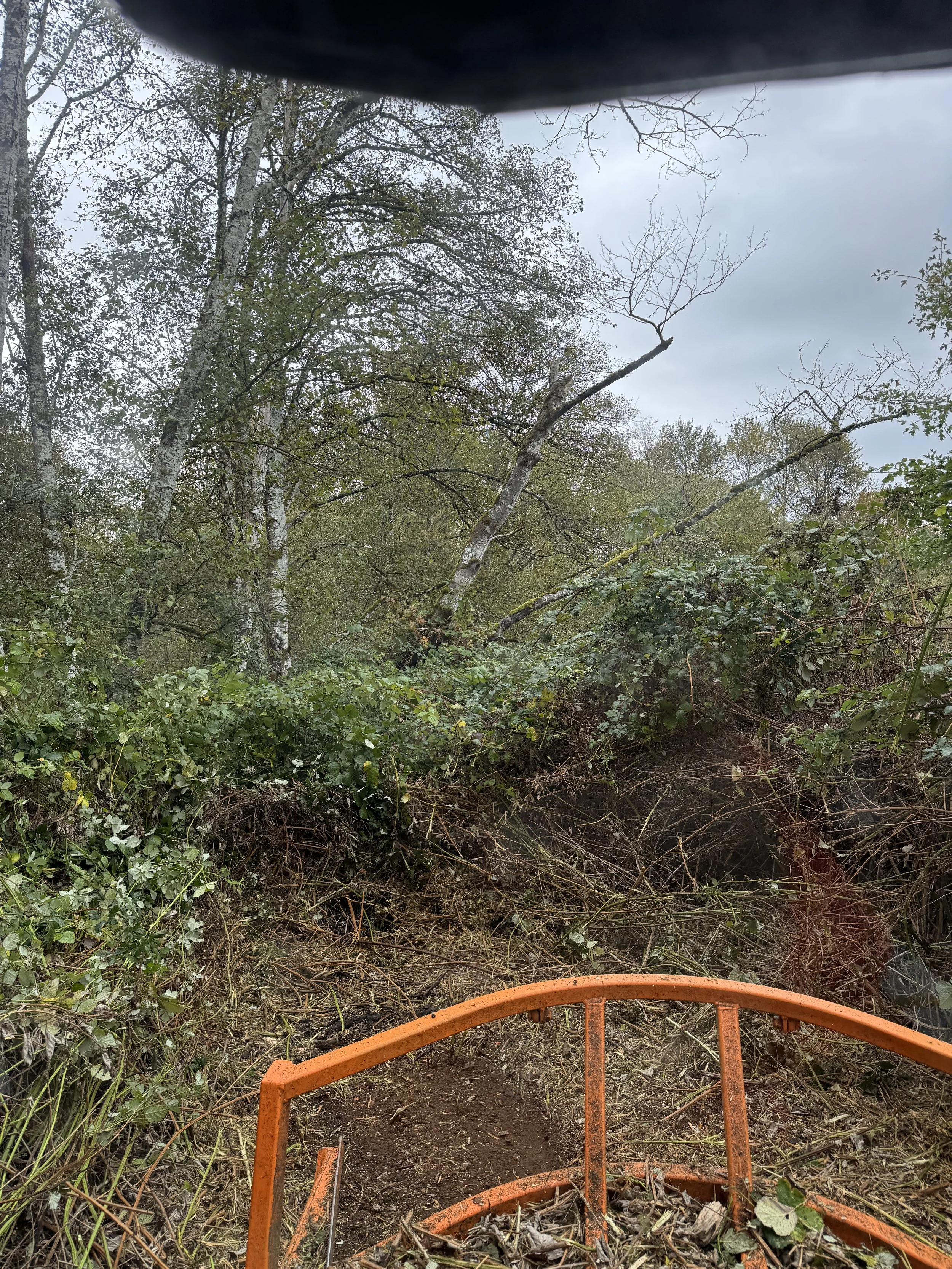 Fence line Overgrown outdoor area with dense bushes and a fallen tree, A Bobcat t62 track loader  with a Davco 72" brush hog, brush hogging , under cloudy sky.