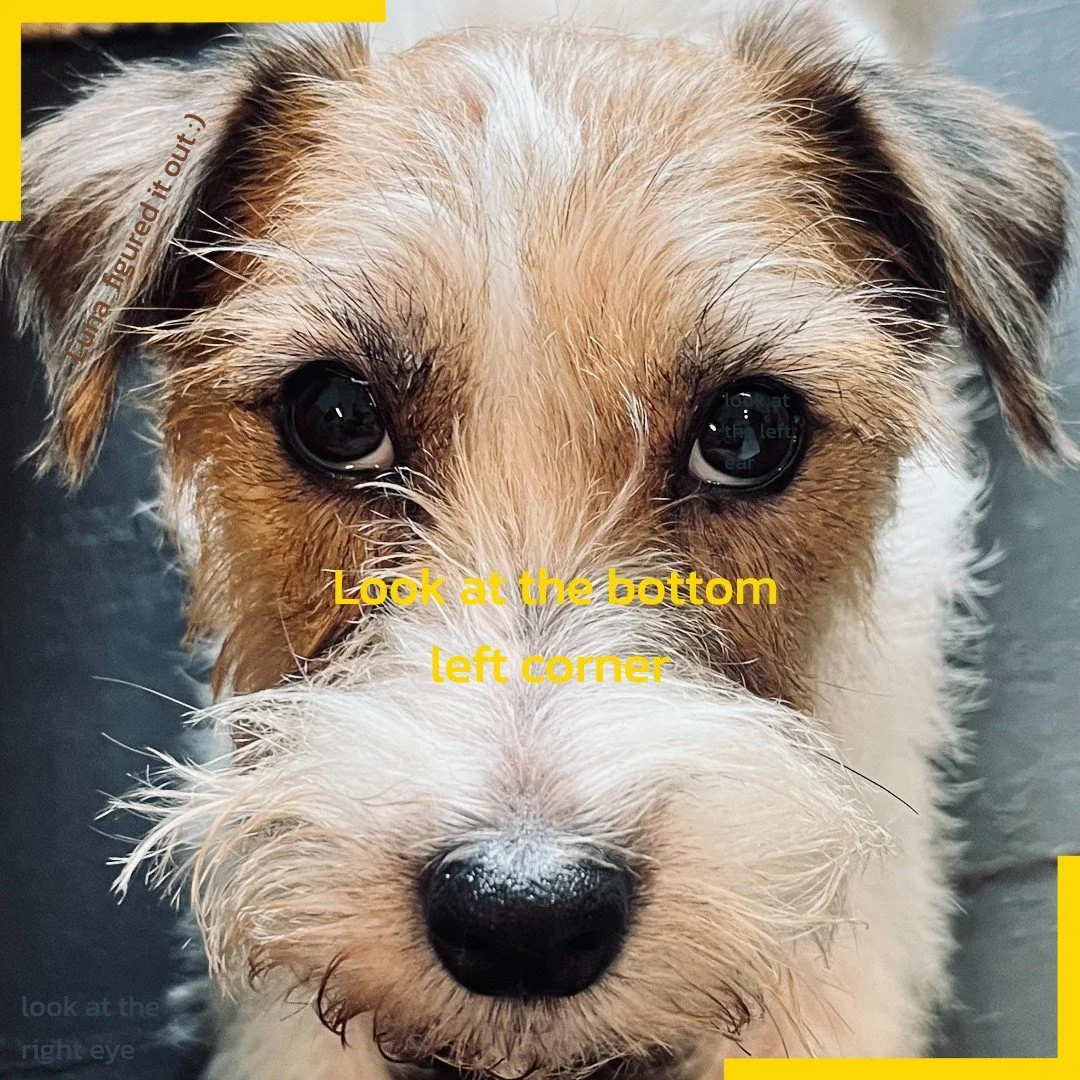 Shake: How the Body Finishes a Stress Response