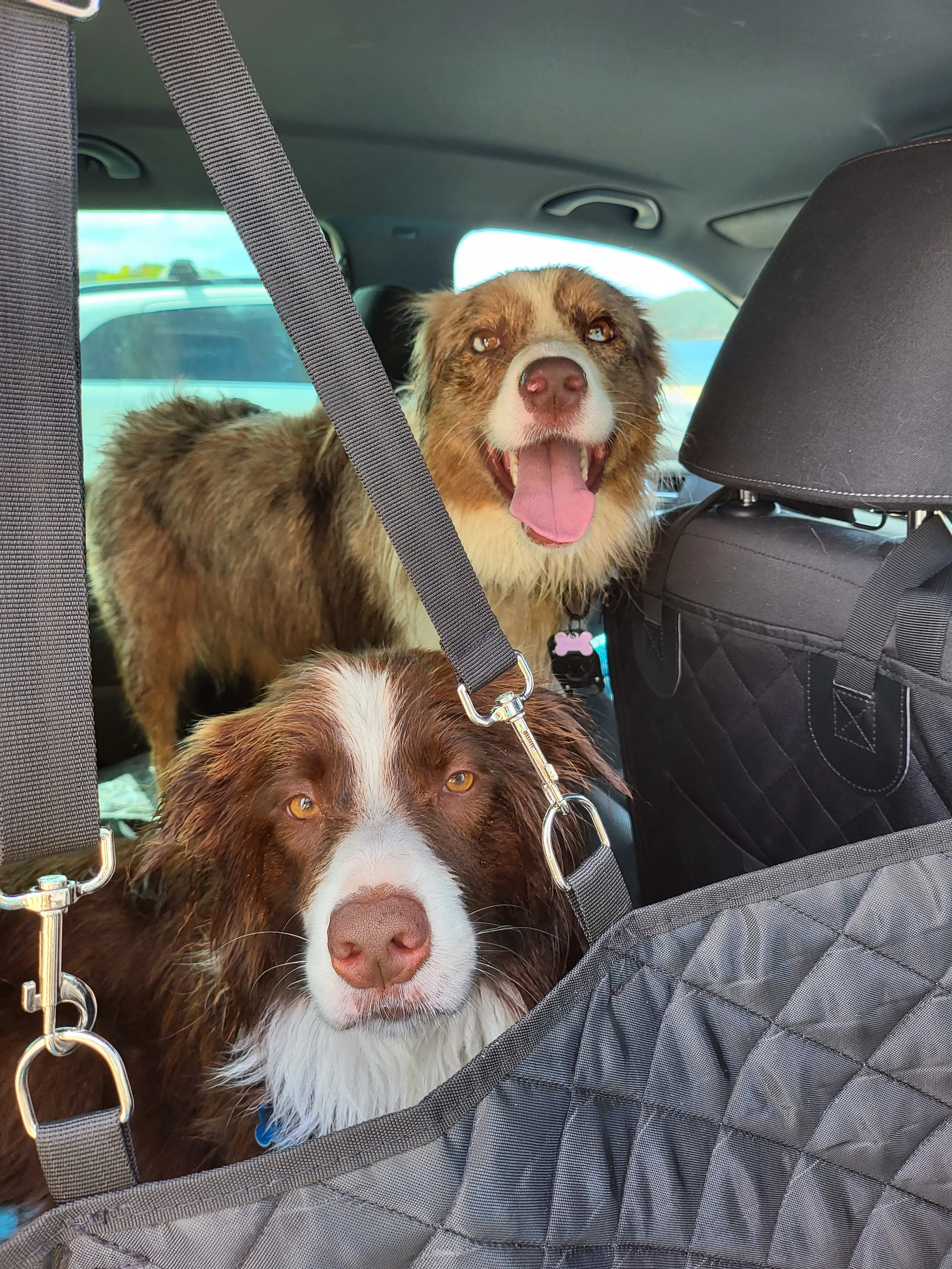 2 dogs smiling in the car