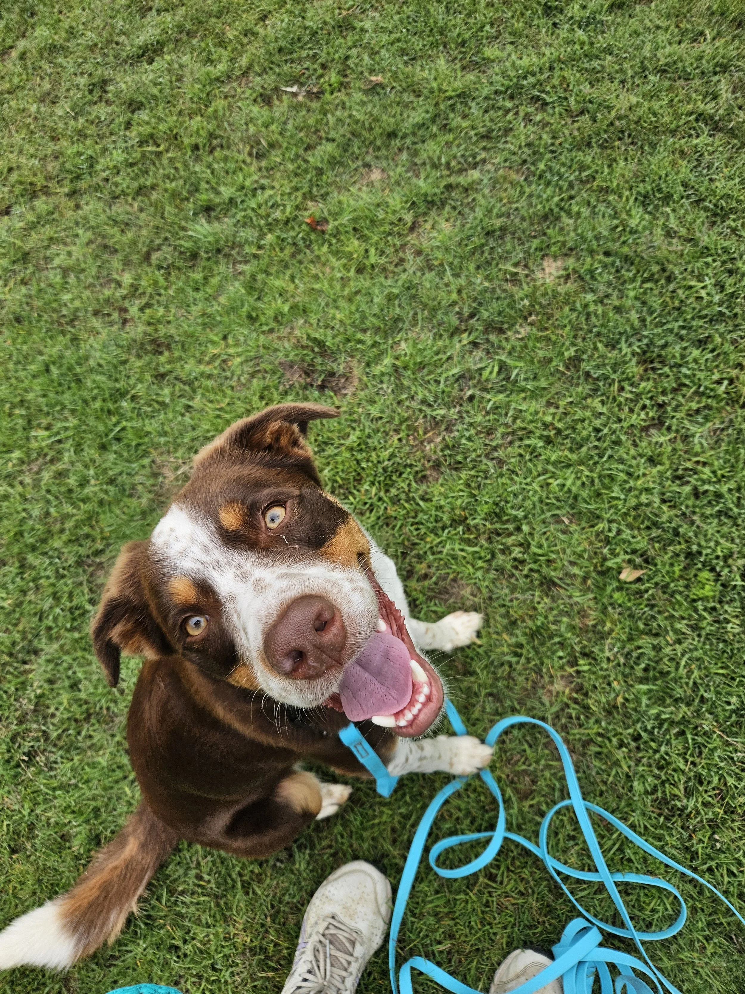 A happy dog looking up on the long lead