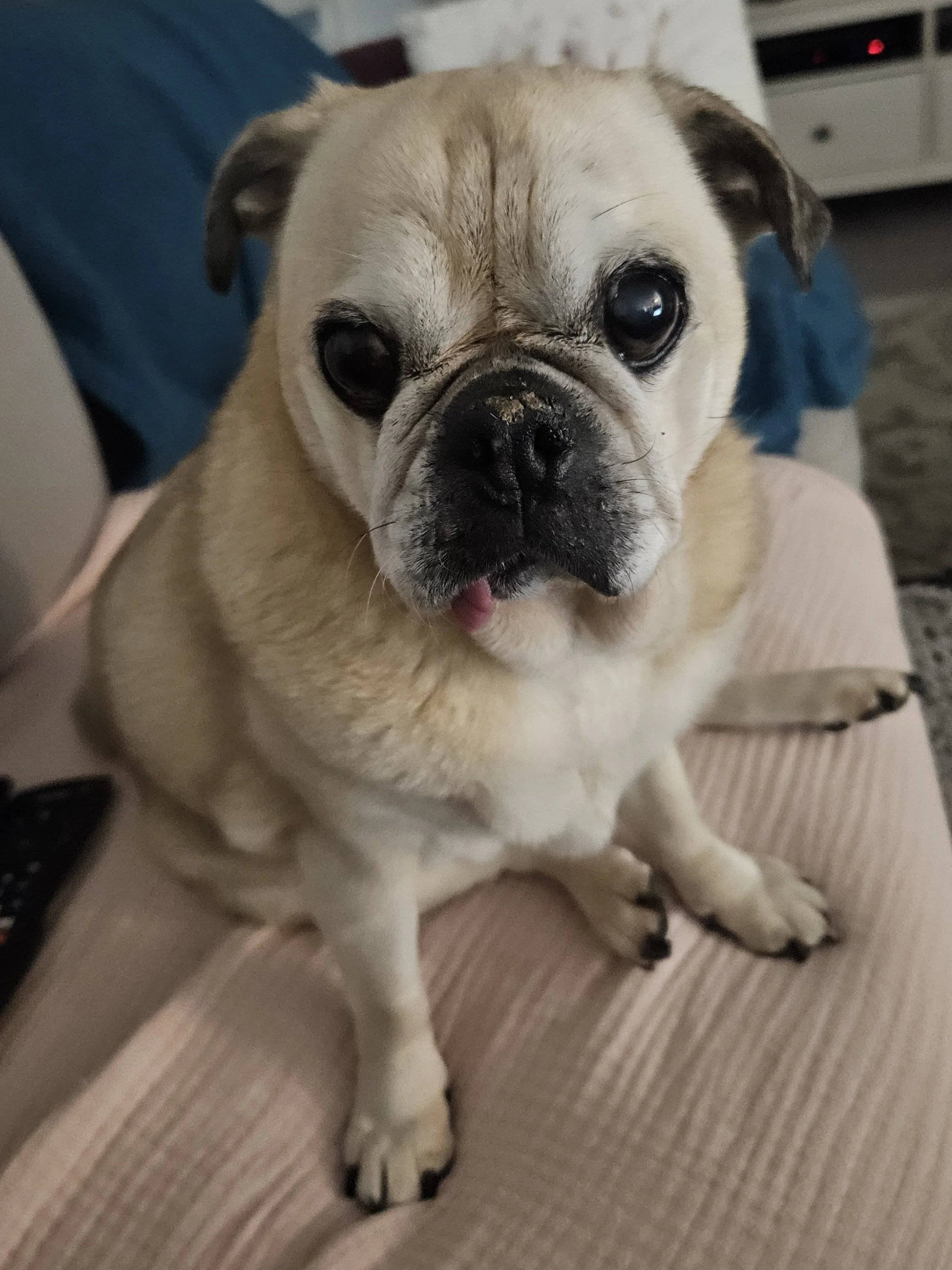 A dog sitting on the lounge