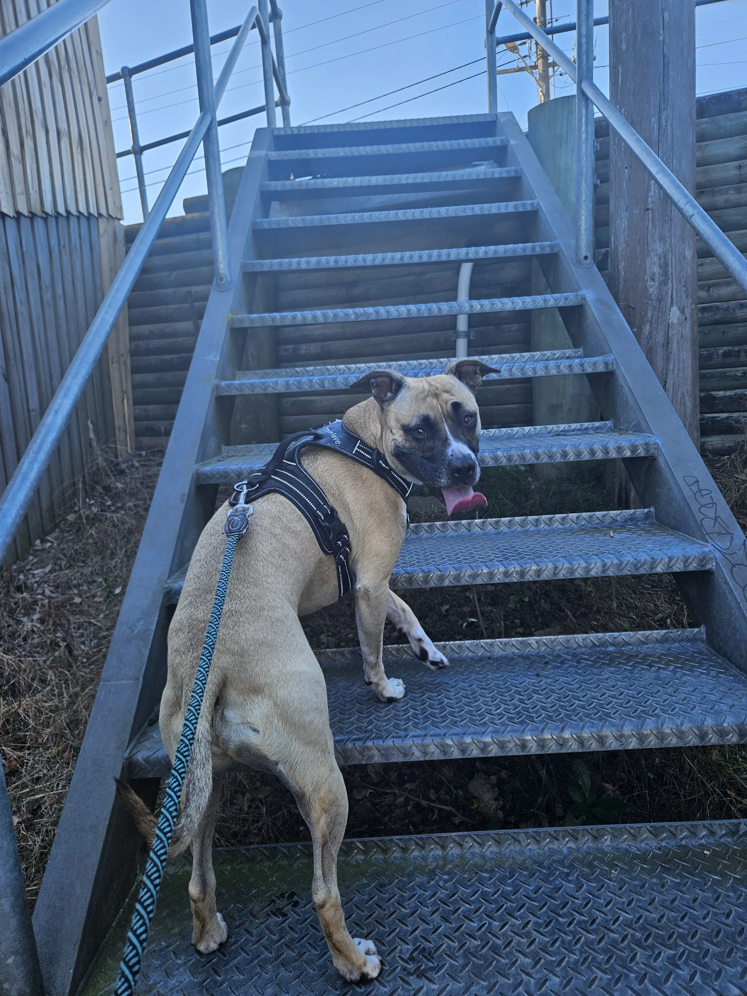 A dog climbing the stairs