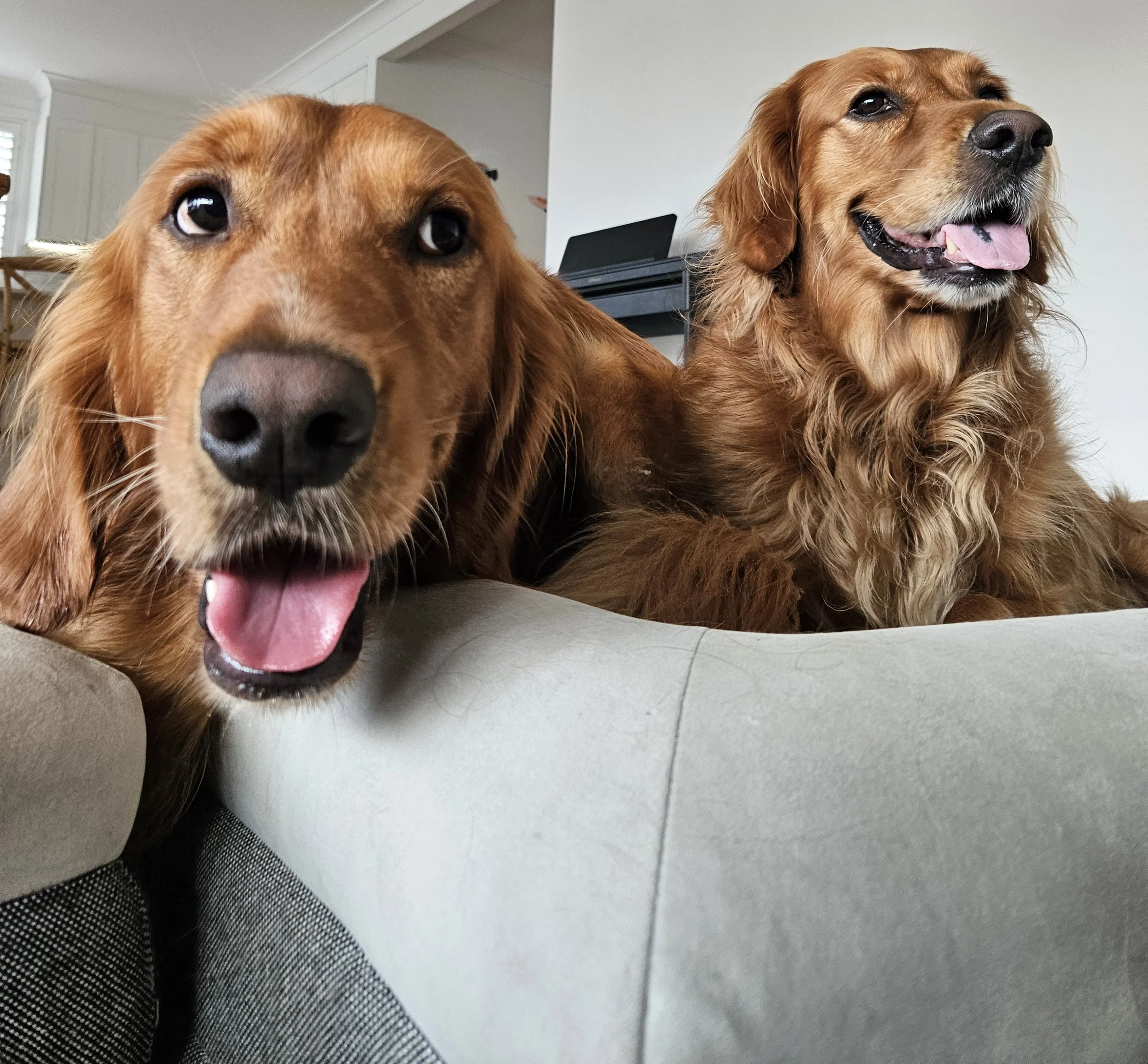 X2 golden retriever x Irish setters posing for a photo while I am dog and house sitting in Saratoga