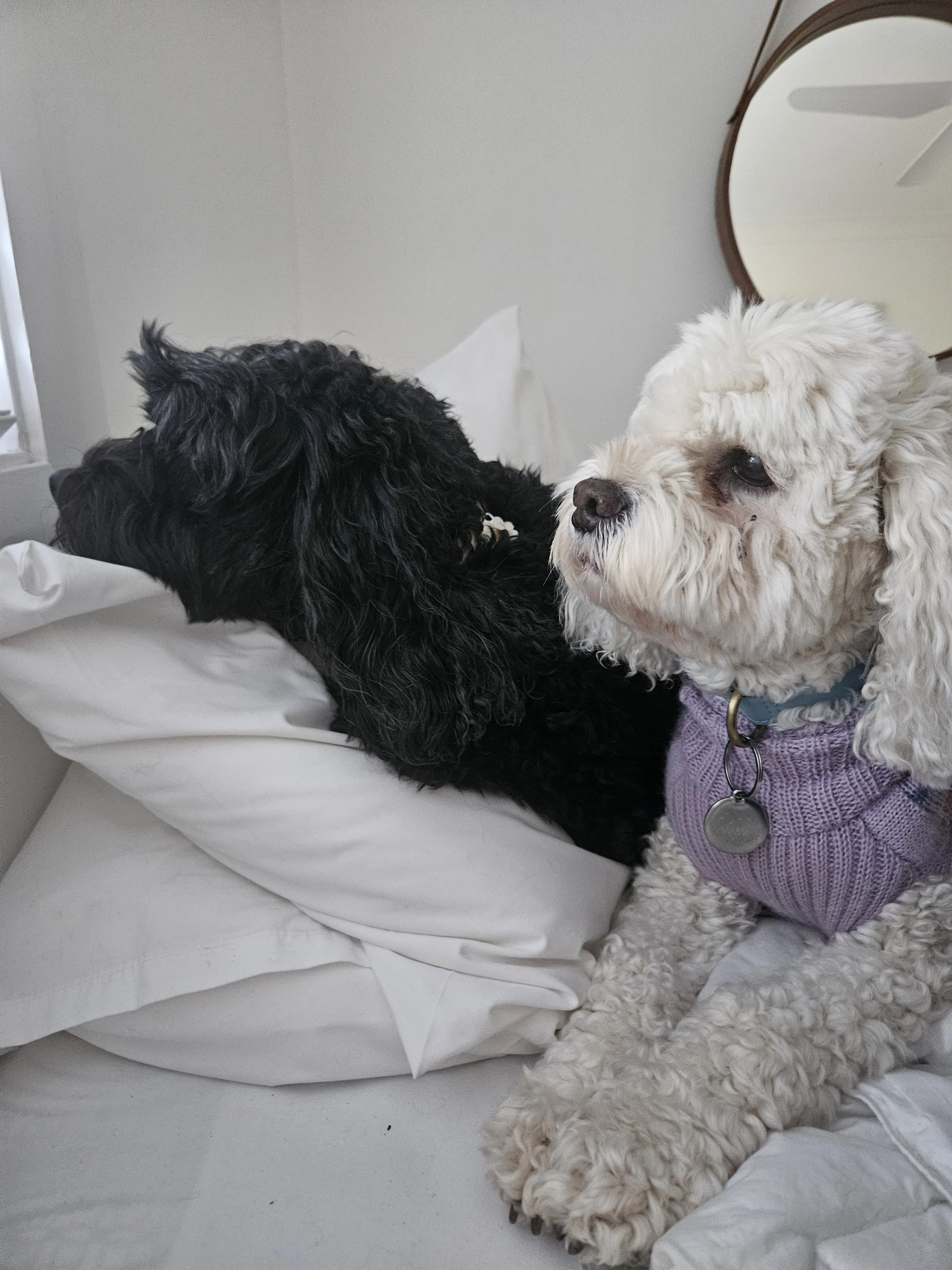 Poppy and Bowie relaxing together on a couch during house visit with Sciona’s Dog Care Services in Avoca Beach