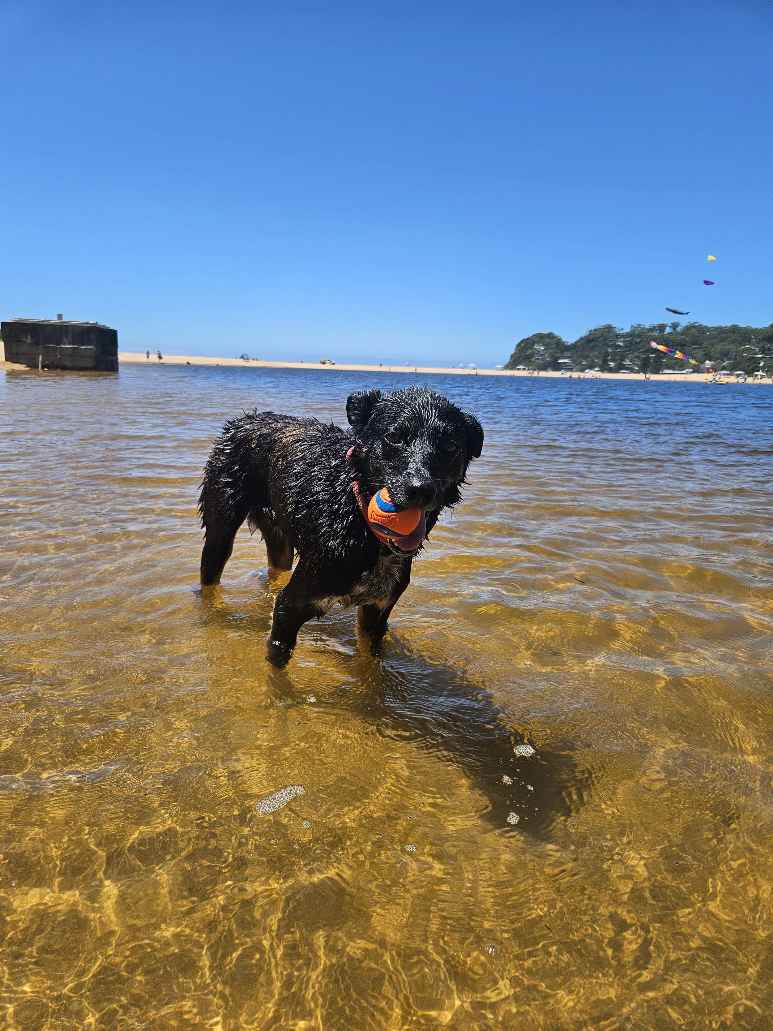 A kelpie standing in the Avoca Lagoon with a ball in his mouth