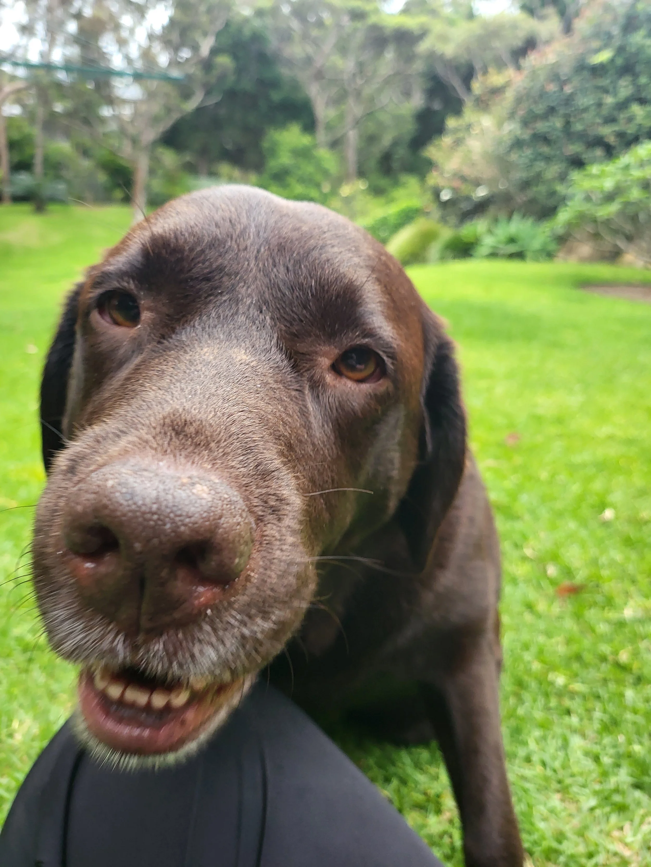 A dogs chin smiling on the lady legs 