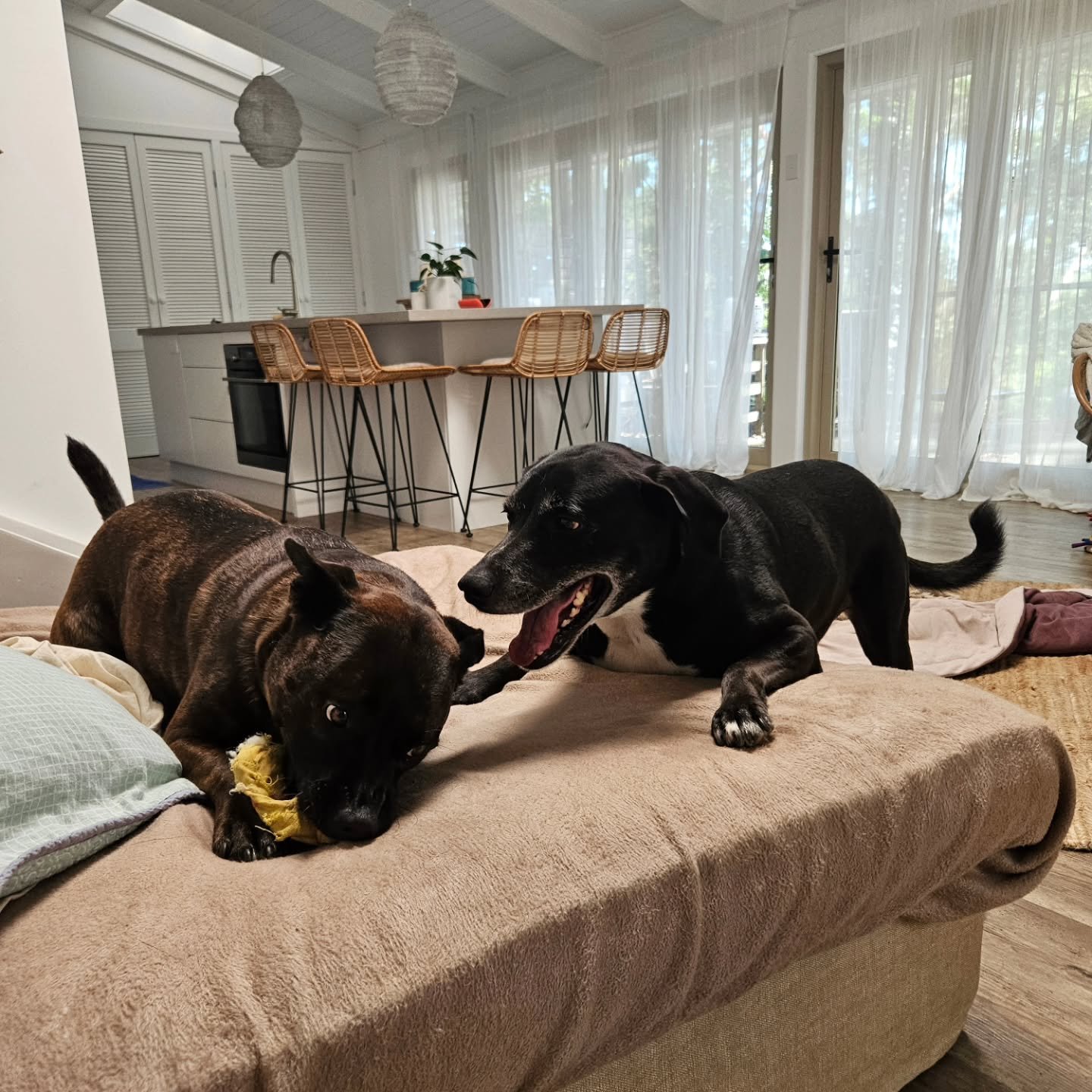 The last couple of nights, dog sitting with Twiggy and Marley, are always a pleasure to dog sit. 

Marley loves balls, bones, and cuddles. 

Twiggy loves cuddles and sits on top of my lap. 

They both love their walks and steal the bed. 

#uniquedogb