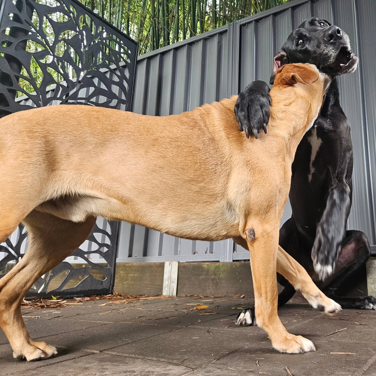 Guess who i have been dog sitting over the last 2 weeks Roxie &amp; and Mutley. There is always so much fun we have together. Roxie the Great Dane decided she wanted to lay on my legs, and Mutley the Beagle wanted to join.

#dogsittingcentralcoast 
#