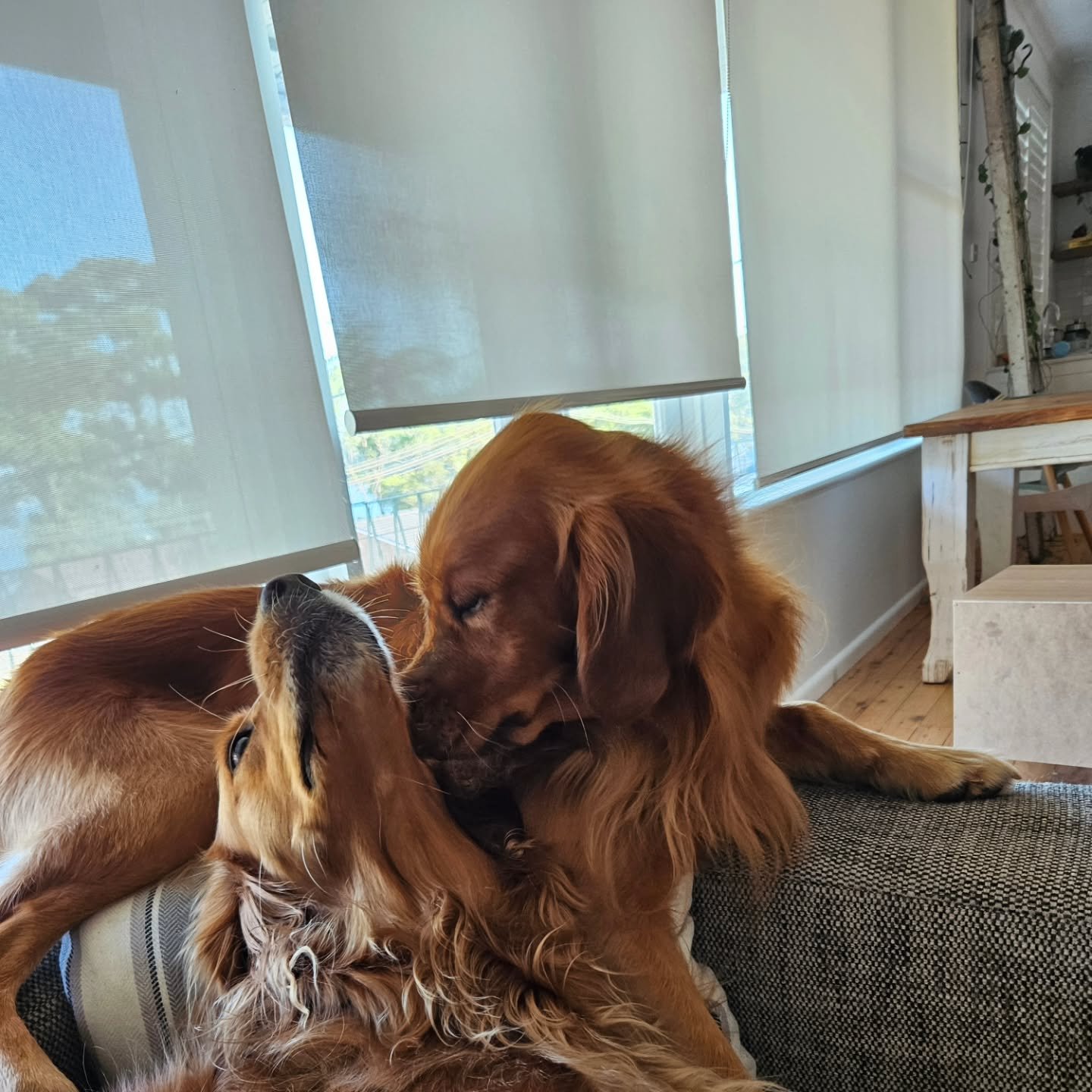 Last weekend spent with Rosie &amp; Finn 🐾🐾 

Rosie loves cuddles and being close to you. 

Finn loves attention and sitting on my lap so I can't move.

They both love stealing the bed, walks, and homemade treats. 

#dogsittingcentralcoast 
#sciona