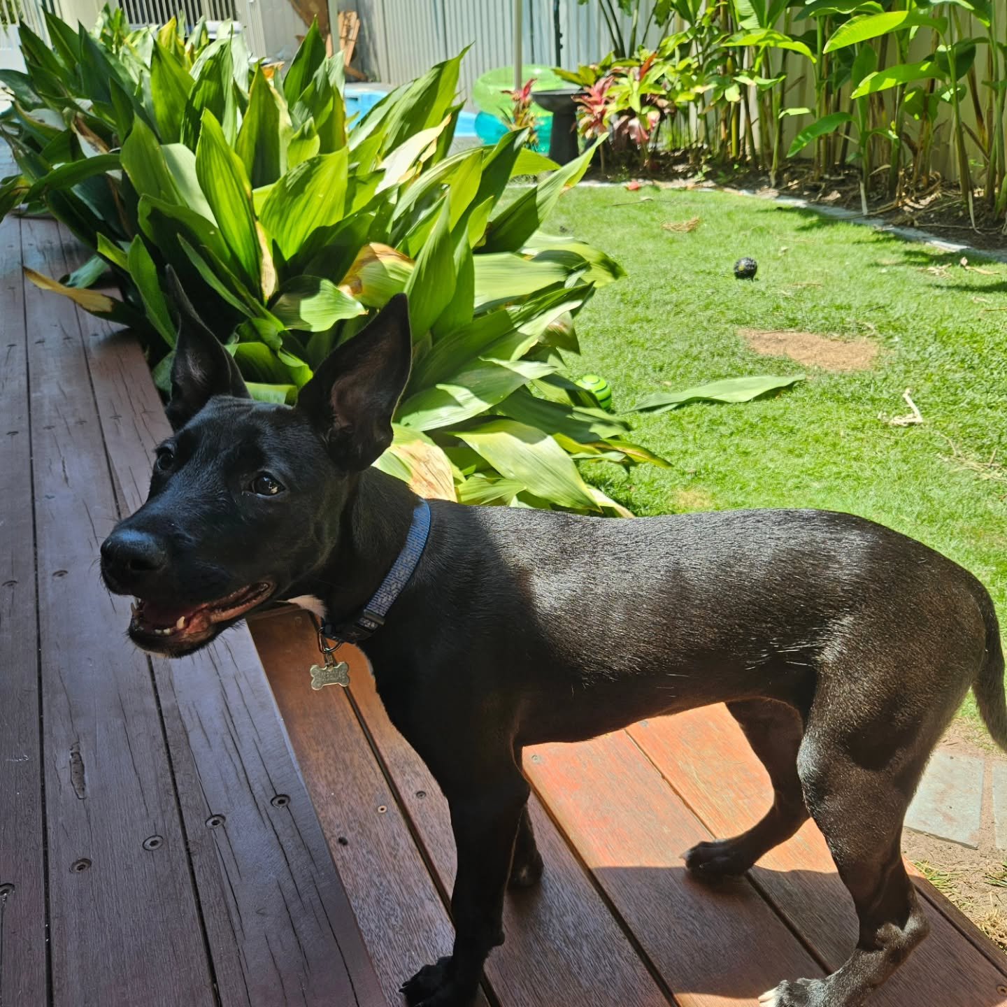 Welcome Bella to SCIONA&rsquo;S DOG CARE SERVICES. It was so great to see Roxy again. 

#scionas_dog_care 
#housevisitingdogscentralcoastnsw 
#kelpiepuppy 
#cattledog
#scionasdogcareservices 
#dogbusinesscentralcoastnsw 
#centralcoastdogbusinesses 
#
