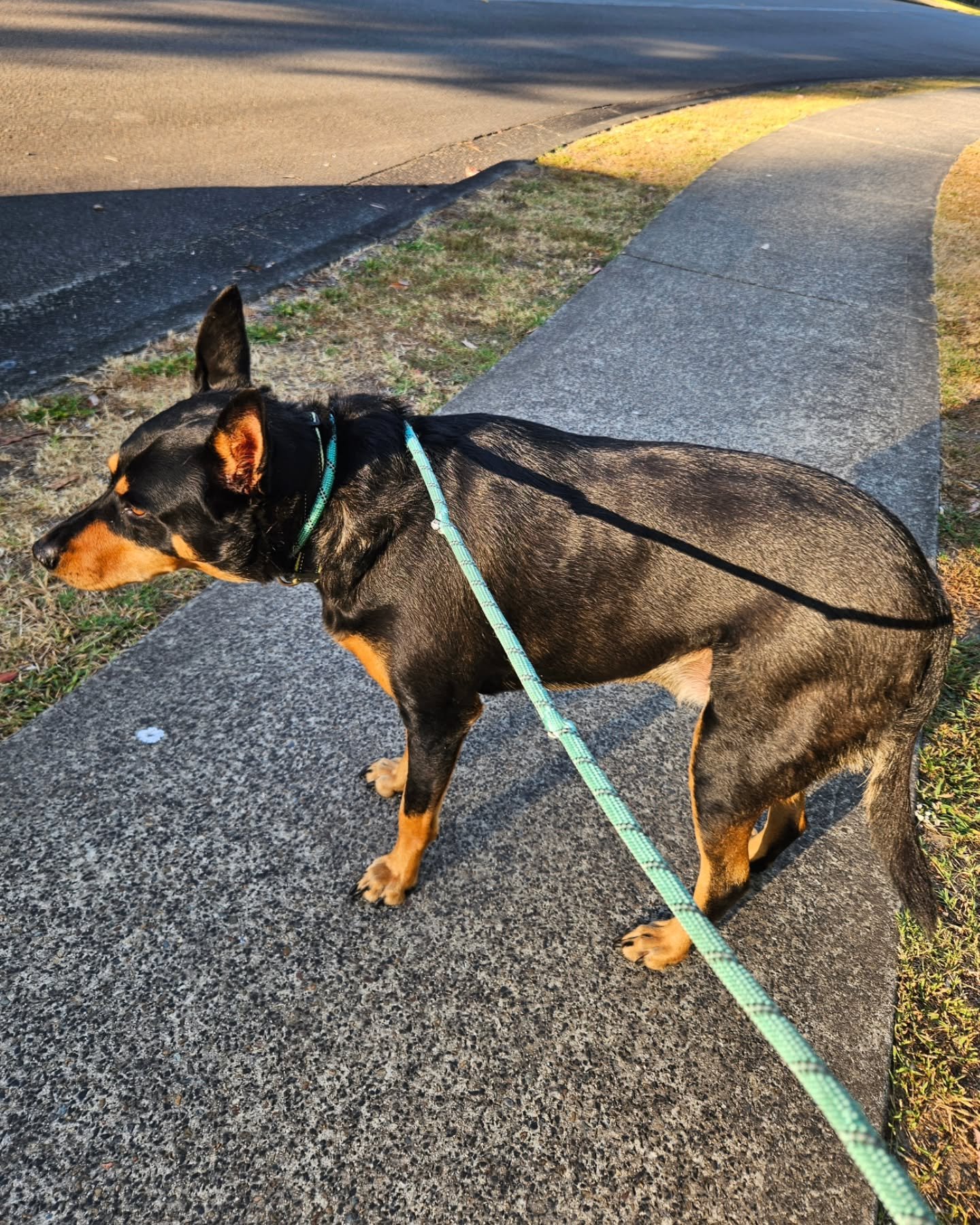 It was so great to see Jeff in the New Year.

#centralcoastdogwalking 
#scionas_dog_care_ 
#dogwalkingcentralcoast 
#dogcareservicescentralcoastnsw 
#scionasdogcareservices 
#centralcoastdogwalkers
#dogbusinesscentralcoastnsw 
#dogwalkercentralcoastn