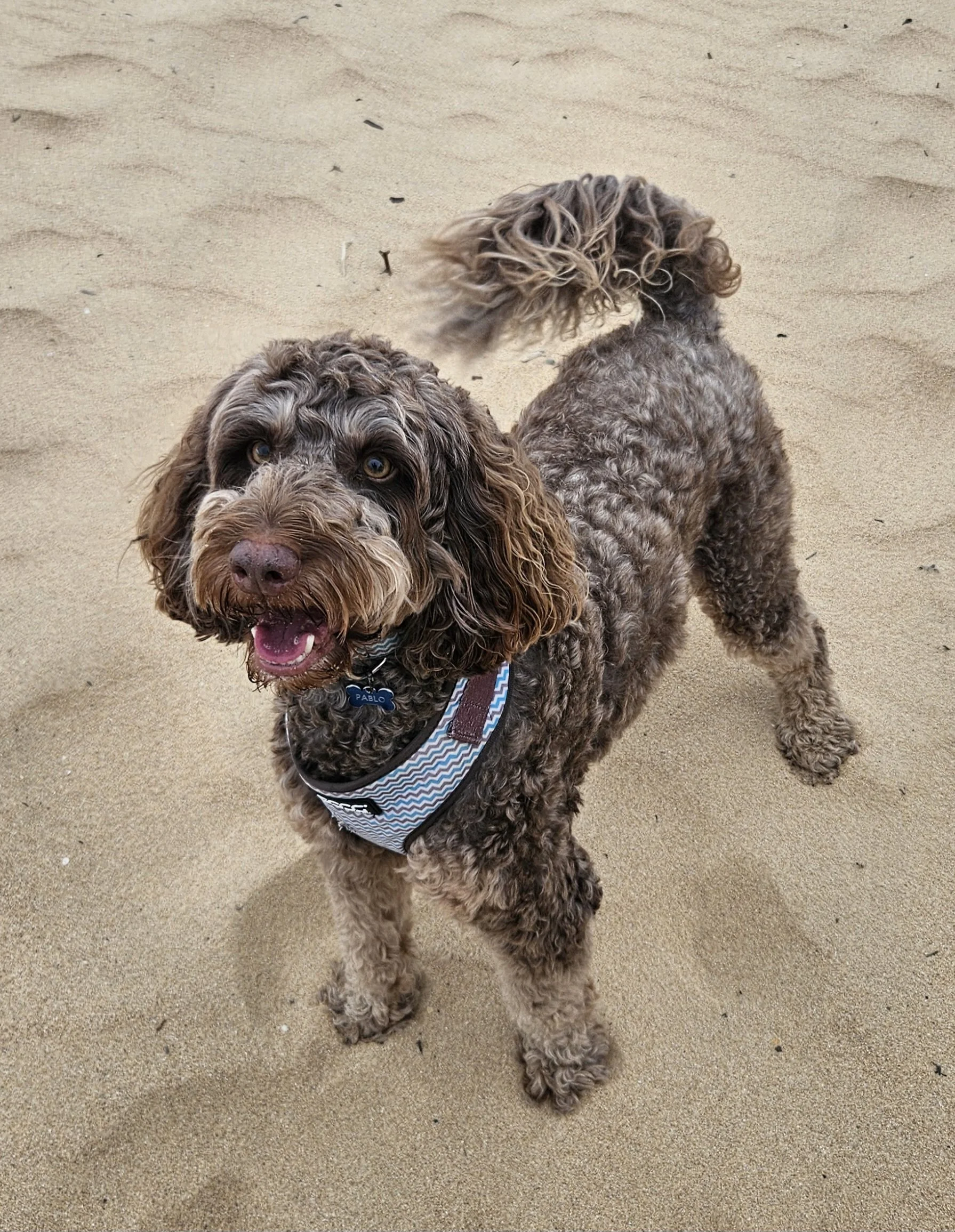 Happy brown curly-haired dog at the beach during a walk at North Avoca & Avoca Beach with Sciona’s Dog Care Services